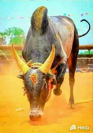 Aggressive Black Bull Charging in Dusty Arena with Yellow Horns HD phone wallpaper