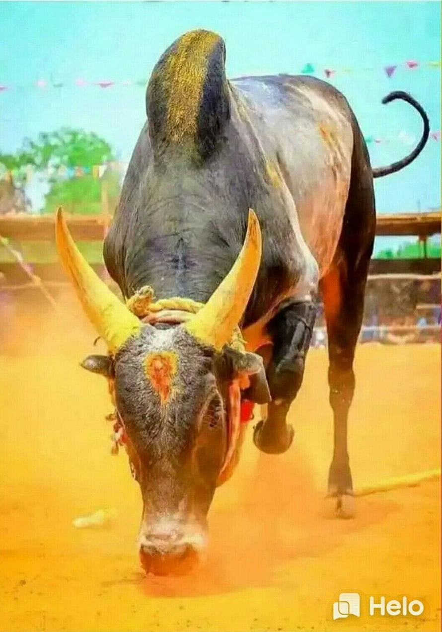 Aggressive Black Bull Charging in Dusty Arena with Yellow Horns HD phone wallpaper