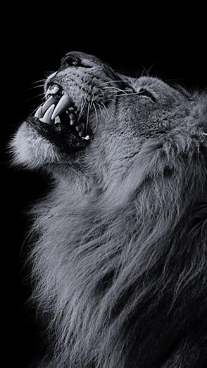Black and White Portrait of a Roaring Lion with Open Mouth and Sharp Teeth HD phone wallpaper
