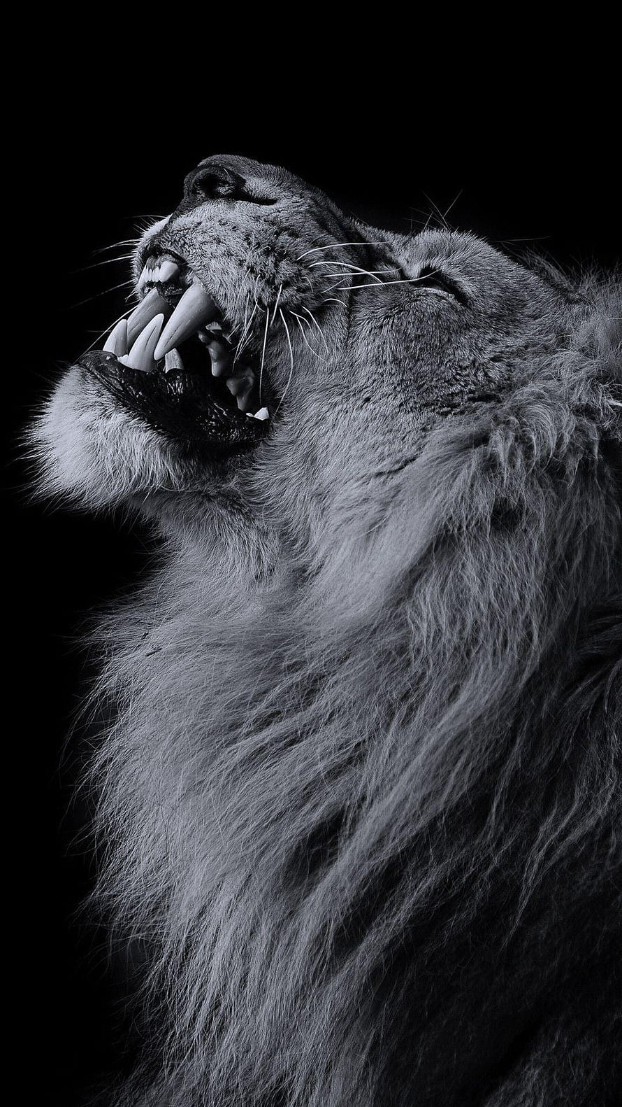Black and White Portrait of a Roaring Lion with Open Mouth and Sharp Teeth HD phone wallpaper