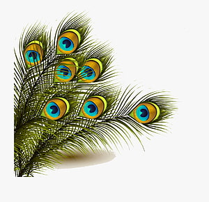 Vibrant Peacock Feather Plume with Turquoise Eyes on White Background HD wallpaper
