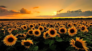 Vast Sunflower Field at Golden Sunset with Dramatic Orange Sky and Rolling Horizon HD wallpaper