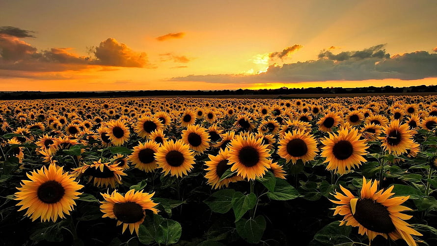 Vast Sunflower Field at Golden Sunset with Dramatic Orange Sky and Rolling Horizon HD wallpaper