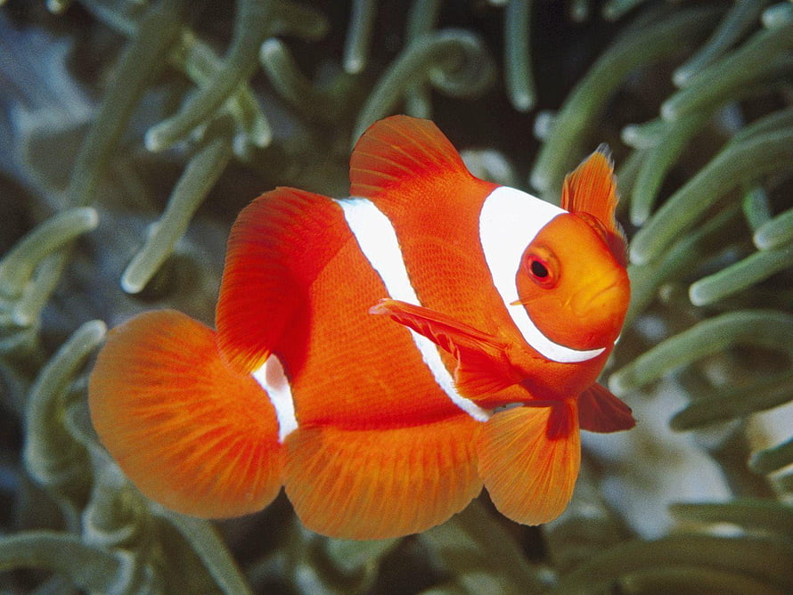 Vibrant Orange Clownfish Swimming Among Green Sea Anemone Tentacles HD wallpaper