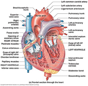 Anatomical Diagram of the Human Heart Showing Chambers, Valves, and Major Blood Vessels, structure of human heart with diagram, #human heart HD wallpaper