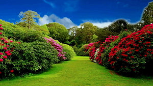 Vibrant Garden Path Lined With Blooming Rhododendrons Under A Deep Blue Sky HD wallpaper
