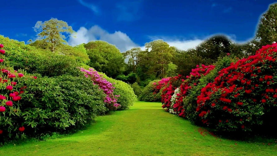 Vibrant Garden Path Lined With Blooming Rhododendrons Under A Deep Blue Sky HD wallpaper
