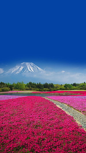 Mount Fuji Rising Above Vibrant Pink Moss Phlox Flower Fields HD phone wallpaper