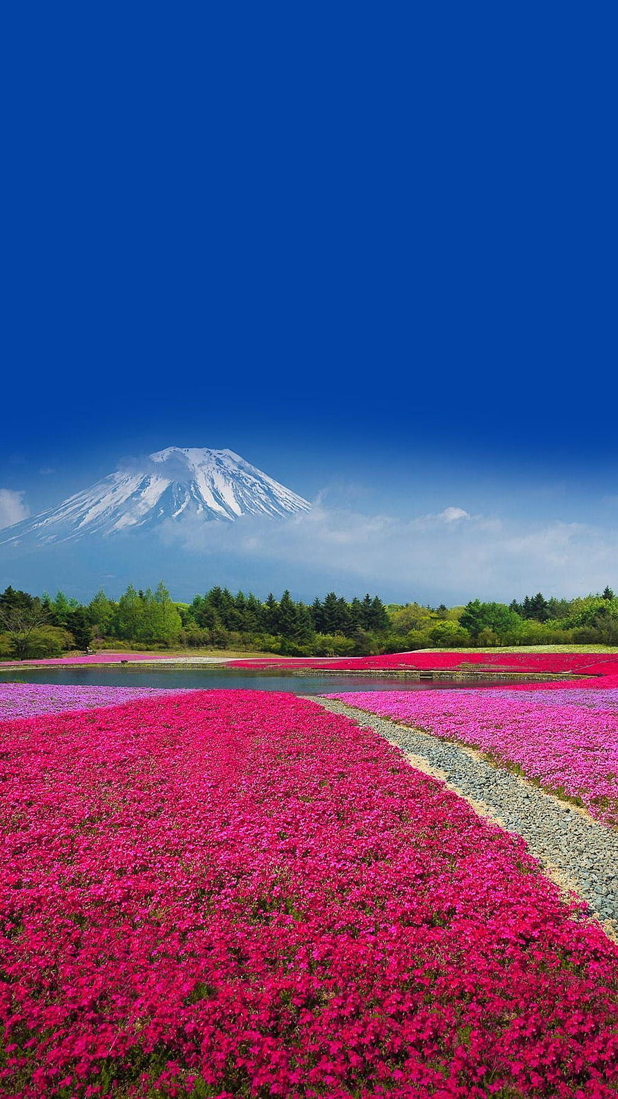 Mount Fuji Rising Above Vibrant Pink Moss Phlox Flower Fields HD phone wallpaper