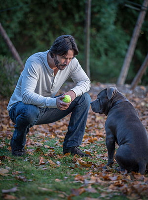 Man Crouching in Autumn Leaves Playing with a Cane Corso Dog and Tennis Ball, John Wick John Wick: Chapter 2, john wick 3 HD phone wallpaper