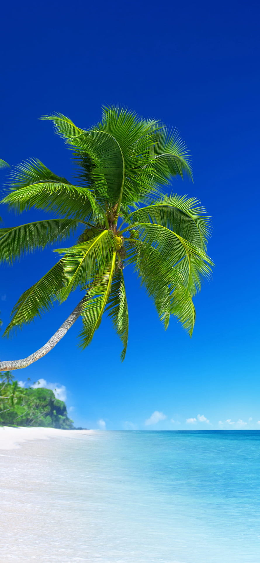 Lush Coconut Palm Tree Leaning Over White Sand Beach Under Clear Blue Sky HD phone wallpaper