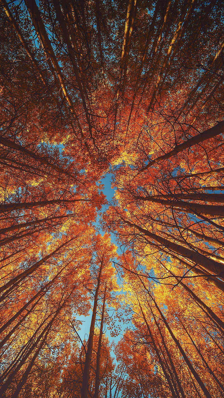 Looking Up At Tall Trees With Vibrant Orange Autumn Leaves Against A Clear Blue Sky HD phone wallpaper