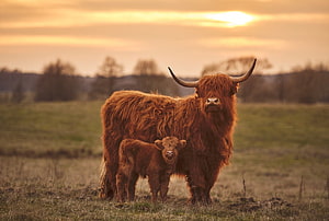 Highland Cow and Calf Standing in a Golden Meadow at Sunset HD wallpaper