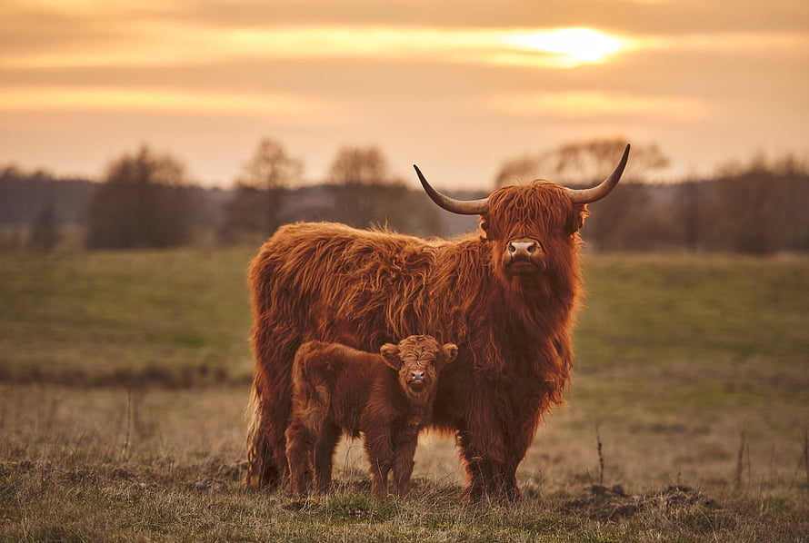 Highland Cow and Calf Standing in a Golden Meadow at Sunset HD wallpaper