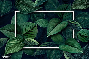 Dark Green Leaf Pattern with White Frame Overlay HD wallpaper