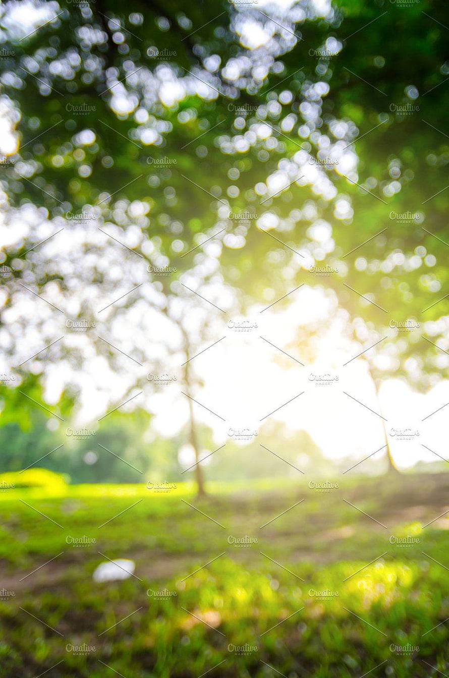 Soft Focus Sunlit Park Scene with Lush Green Foliage and Bokeh Light Effects HD phone wallpaper