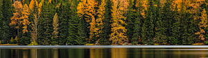 Autumn Forest Reflection on a Calm Lake with Golden Larches and Evergreens HD wallpaper