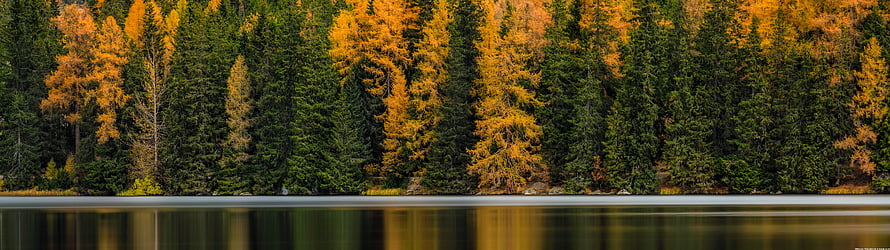 Autumn Forest Reflection on a Calm Lake with Golden Larches and Evergreens HD wallpaper
