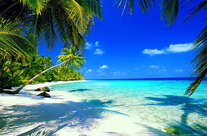 Tropical Beach Paradise with Turquoise Water and Palm Trees HD wallpaper