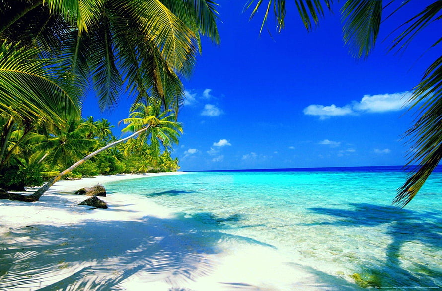 Tropical Beach Paradise with Turquoise Water and Palm Trees HD wallpaper