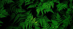 Vibrant Green Fern Leaves Against Dark Background Nature Wallpaper HD wallpaper