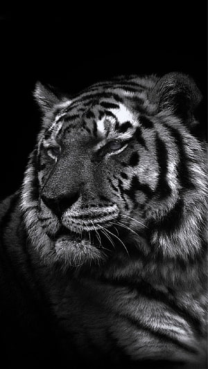 Monochrome Close-Up Portrait of a Majestic Tiger Head Against a Dark Background HD phone wallpaper