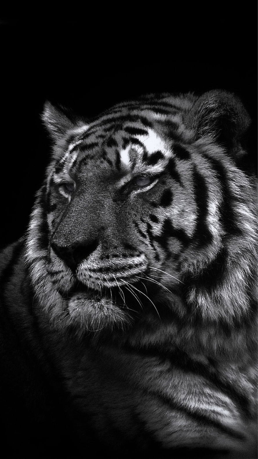 Monochrome Close-Up Portrait of a Majestic Tiger Head Against a Dark Background HD phone wallpaper