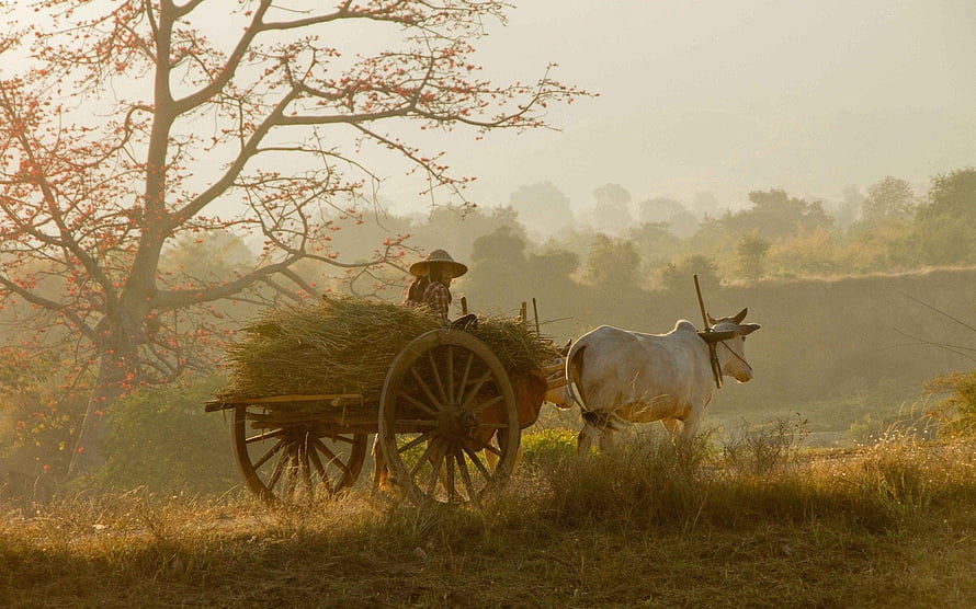 Rural farmer driving an ox-drawn wooden cart loaded with hay through a misty countryside landscape at sunrise HD wallpaper