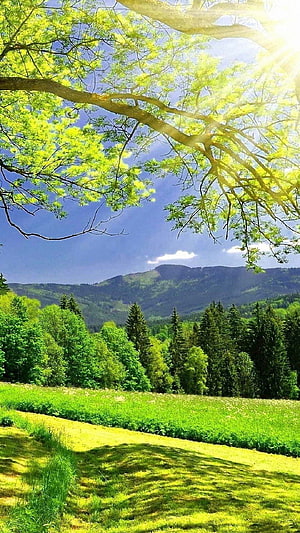 Sunlit Spring Meadow with Lush Green Trees and Distant Mountain Range HD phone wallpaper