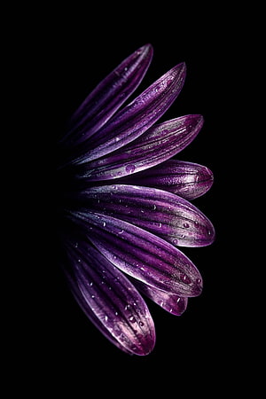 Close-up of a purple flower with water droplets on petals against a black background HD phone wallpaper
