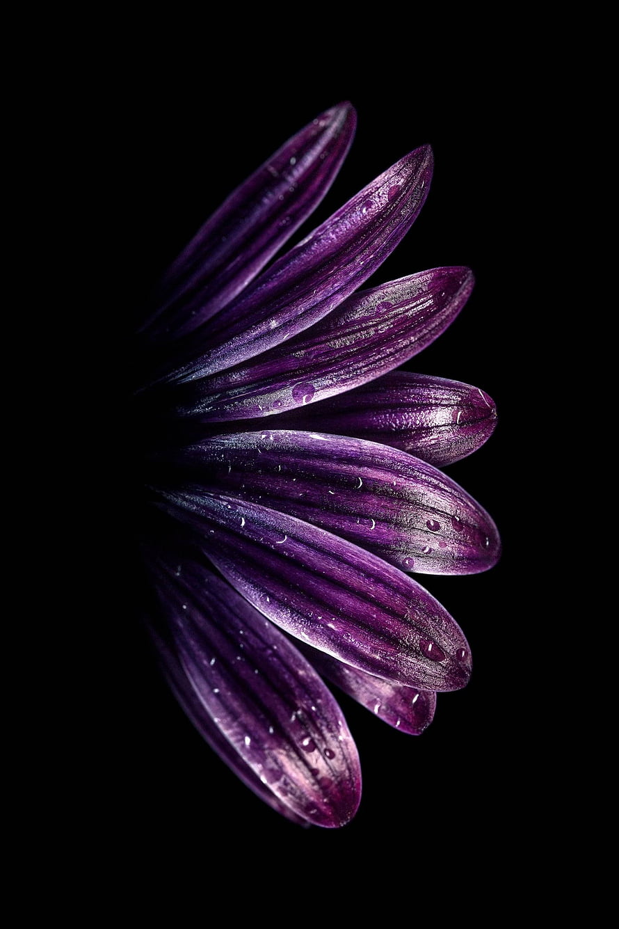 Close-up of a purple flower with water droplets on petals against a black background HD phone wallpaper