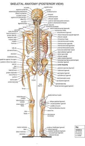 Labeled Human Skeletal Anatomy Diagram Showing Posterior View of Bones and Joints, 1464x2507 ... Bones With Name Tag: Name Bones Human Body Archives – Human Anatom…, human skeleton HD phone wallpaper