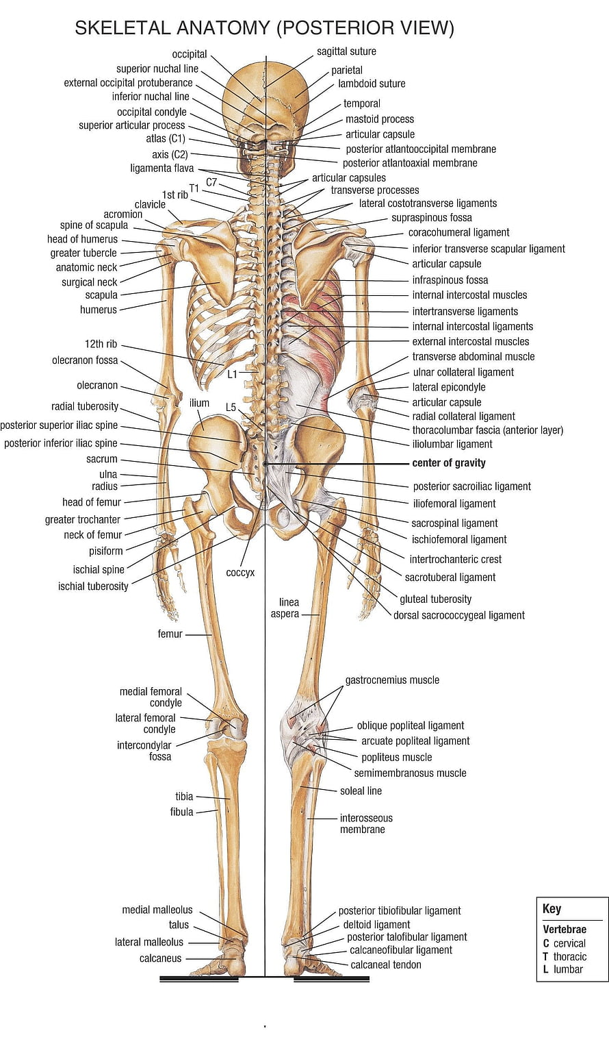 Labeled Human Skeletal Anatomy Diagram Showing Posterior View of Bones and Joints, 1464x2507 ... Bones With Name Tag: Name Bones Human Body Archives – Human Anatom…, human skeleton HD phone wallpaper