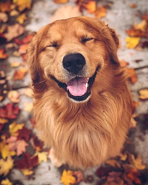 Happy Golden Retriever Smiling in a Bed of Autumn Leaves HD phone wallpaper