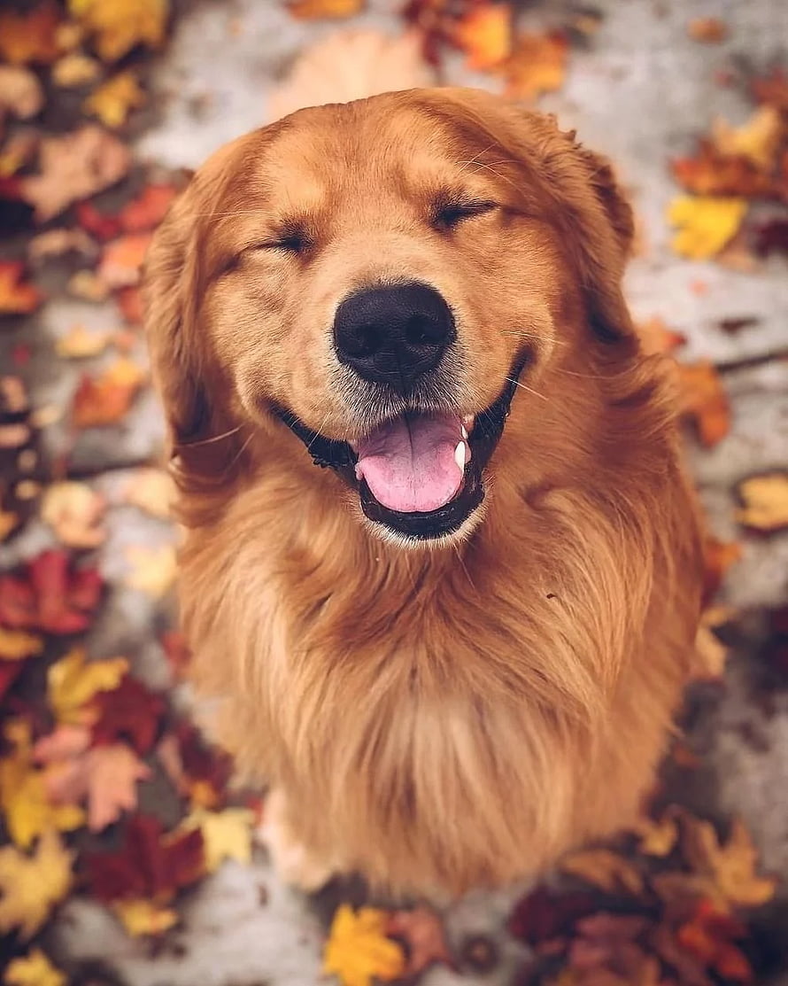 Happy Golden Retriever Smiling in a Bed of Autumn Leaves HD phone wallpaper
