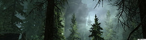 Mystical Misty Pine Forest Landscape With Towering Trees And Foggy Atmosphere HD wallpaper