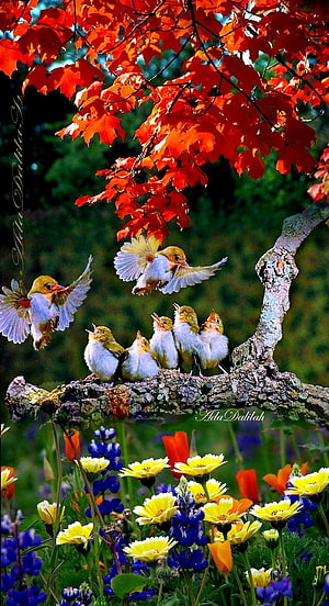 Vibrant Autumn Scene With Singing Birds On A Branch Above A Colorful Wildflower Meadow HD phone wallpaper