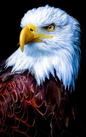 Majestic Bald Eagle Portrait with Intense Gaze and Detailed Feathers on Black Background HD phone wallpaper