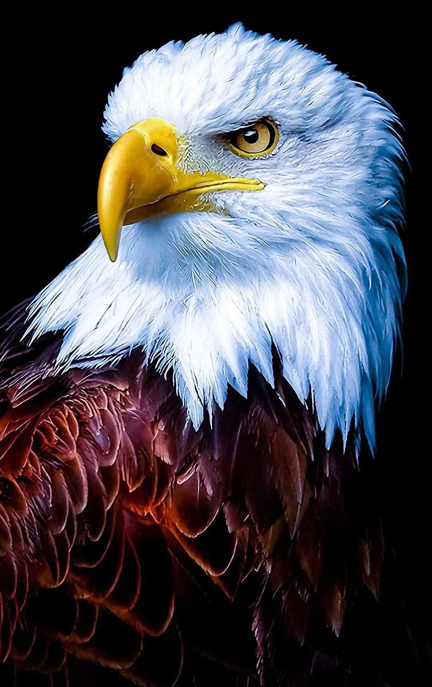 Majestic Bald Eagle Portrait with Intense Gaze and Detailed Feathers on Black Background HD phone wallpaper