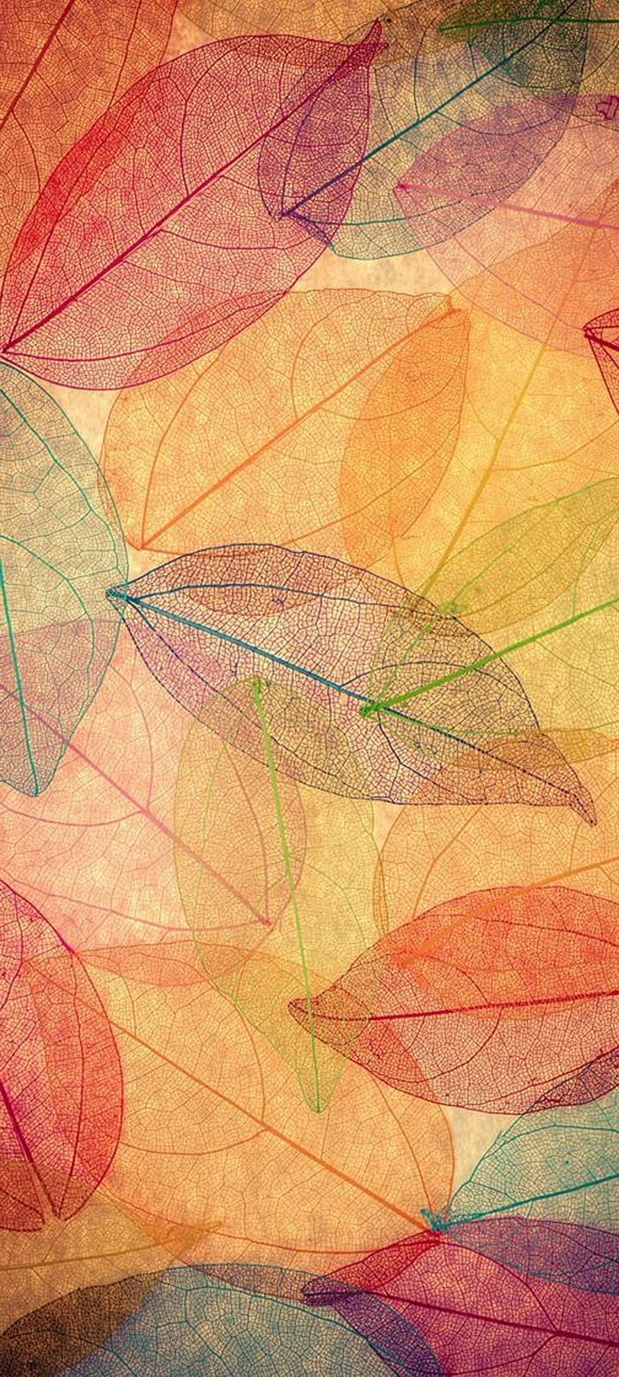 Translucent Autumn Leaf Veins in Warm Pastel Tones HD phone wallpaper