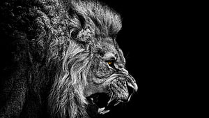 Majestic Lion Profile with Intense Golden Eye on Black Background HD wallpaper