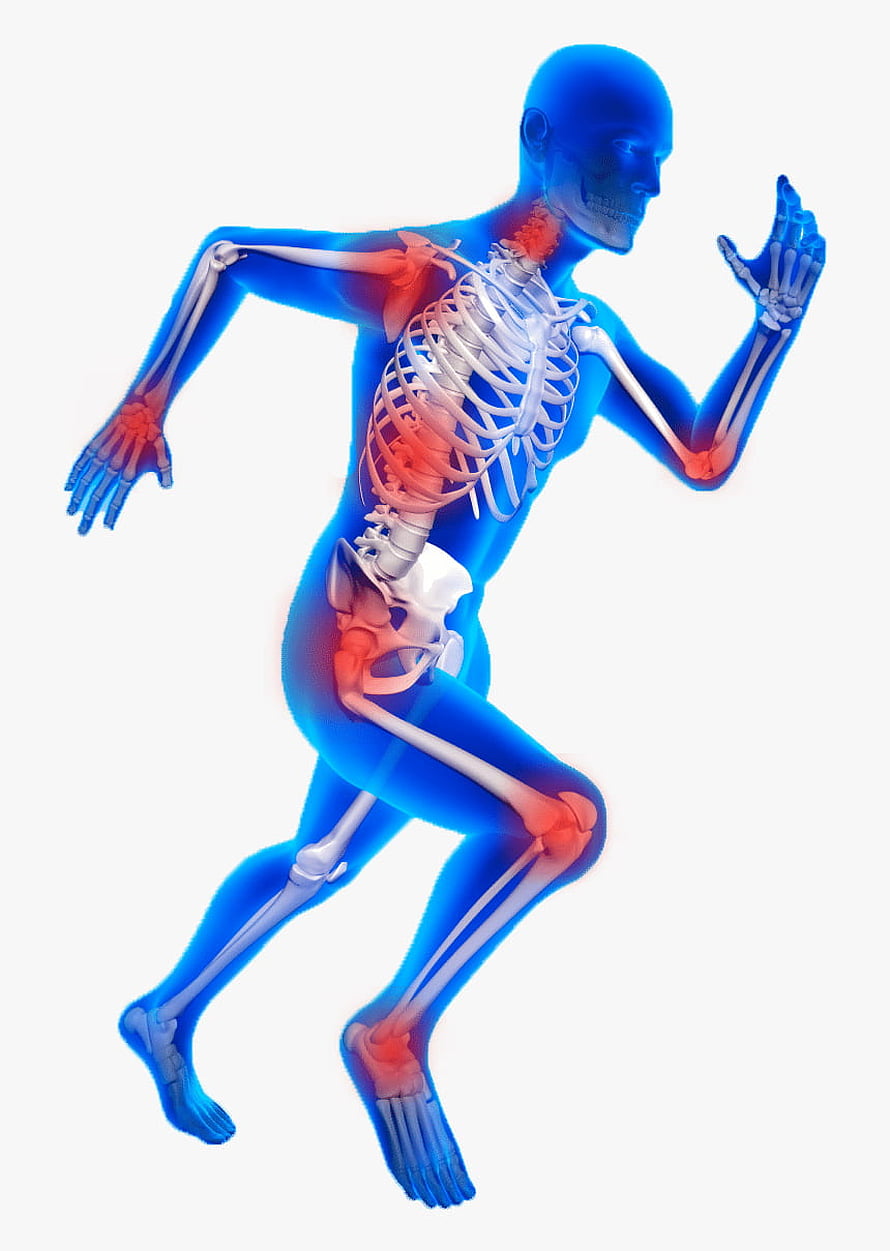 3D Human Skeleton Running Anatomy with Joint Pain Highlighted in Red, Orthopedic Png, Transparent Png , Transparent Png, #orthopedic HD phone wallpaper