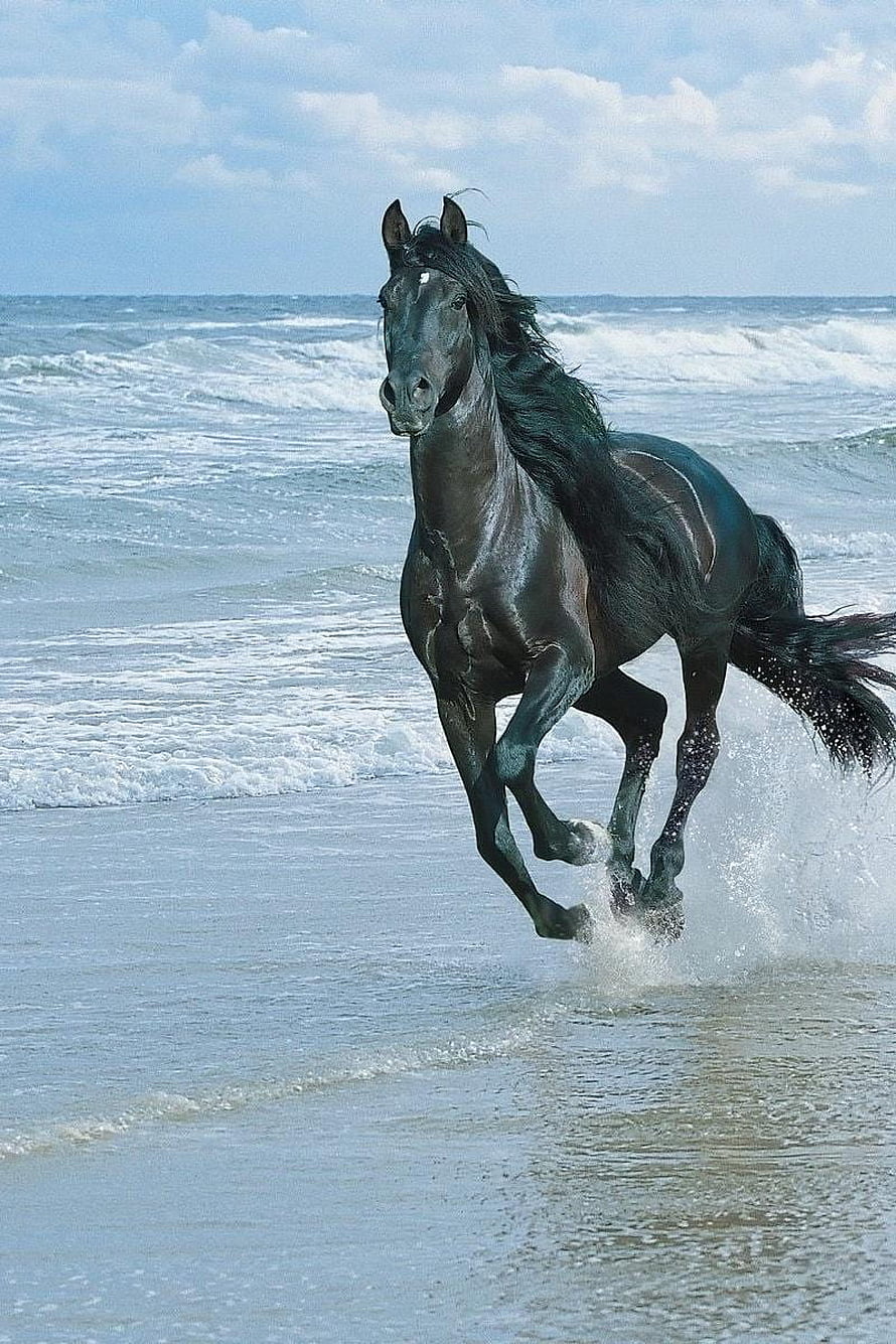 Majestic Black Horse Galloping Through Ocean Waves on Sandy Beach HD phone wallpaper