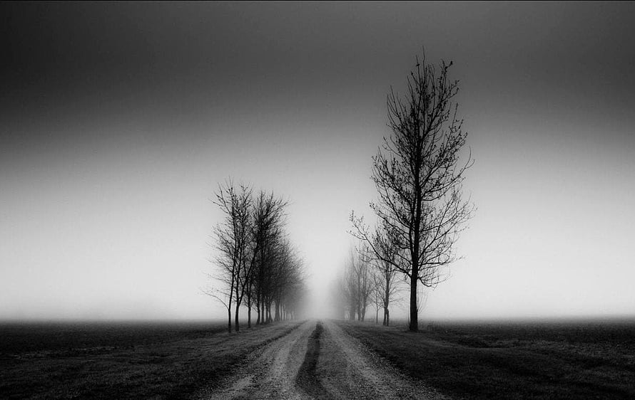 Monochrome Misty Country Road Lined With Bare Trees HD wallpaper
