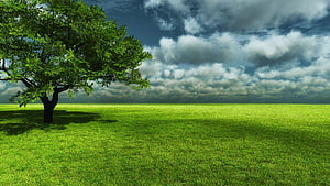 Lush Green Meadow With Solitary Tree Under Dramatic Cloudy Sky HD wallpaper