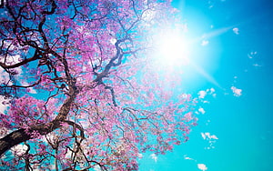 Vibrant Pink Blossoming Tree Against Bright Blue Sky With Sun Flare HD wallpaper