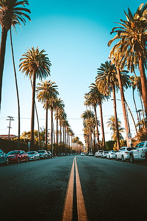 Palm Tree Lined Street in Los Angeles Under a Clear Blue Sky HD phone wallpaper