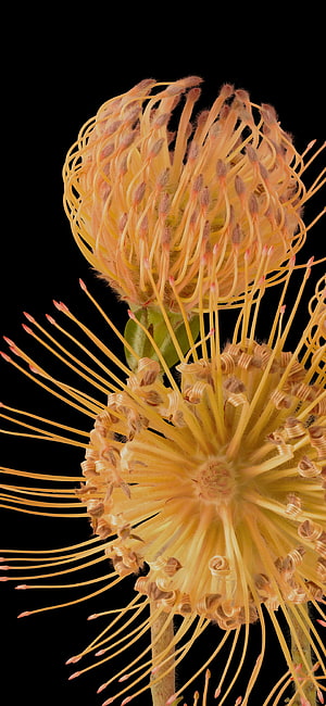 Vibrant Yellow Pincushion Protea Flower Macro Photography on Black Background HD phone wallpaper