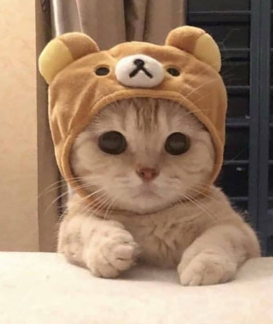 Adorable Cream Tabby Kitten Wearing a Fluffy Bear Costume Hat HD phone wallpaper