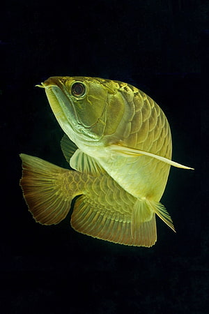 Golden Asian Arowana Fish Portrait Against a Deep Black Background HD phone wallpaper